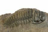Multi-Toned Crotalocephalina Trilobite - Atchana, Morocco #323584-1